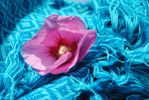 détail laine laine bleu avec fleur