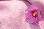 détail laine rose
